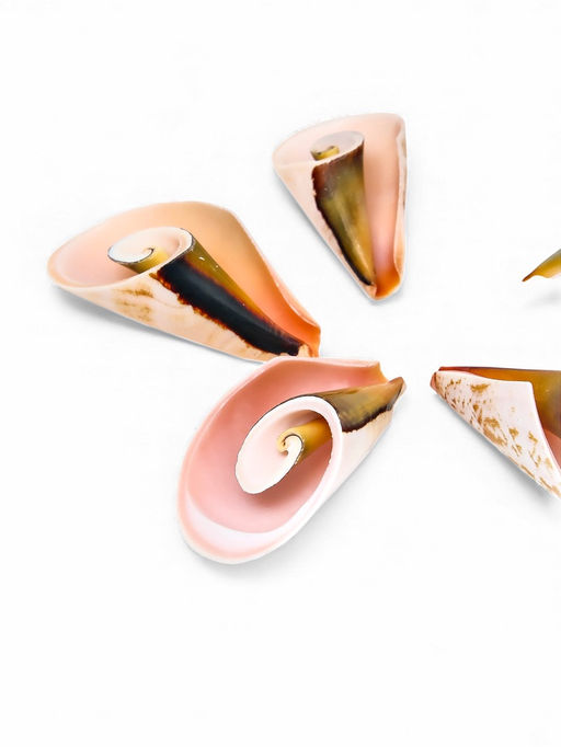 Набор ракушек декоративных, длина 4 см, 5 шт