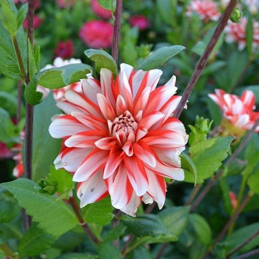 ГЕОРГИНА Динамит Разбор I Кол-во упак., шт 1