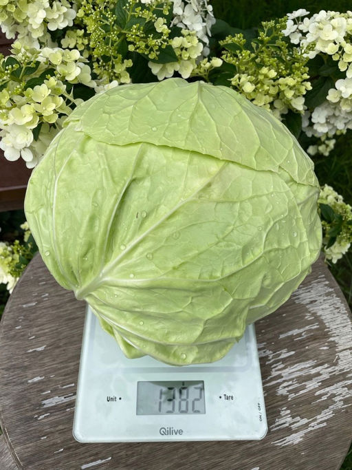 Капуста БРАТ С СЕВЕРА Один из лучших сортов для летнего меню! Сорт с постепенным созреванием кочанов! Довольно устойчива к растрескиванию! - Уральский дачник фото 3