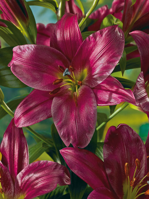 ЛИЛИЯ Пурпл Принс Разбор 12/14 Кол-во упак., шт 5