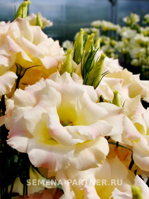 Эустома срезочная махровая шампань Мадам Баттерфляй - Партнер фото 3