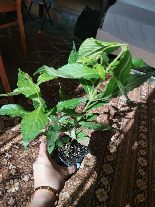 Вейгела розовая