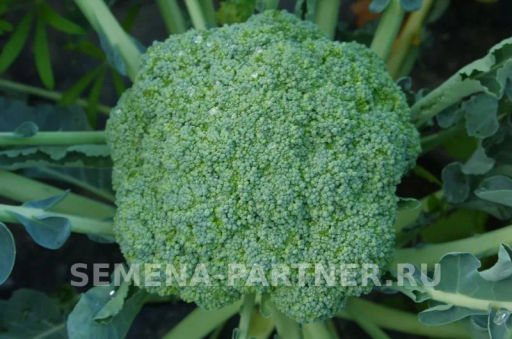 Капуста брокколи Батавия - Партнер фото 2