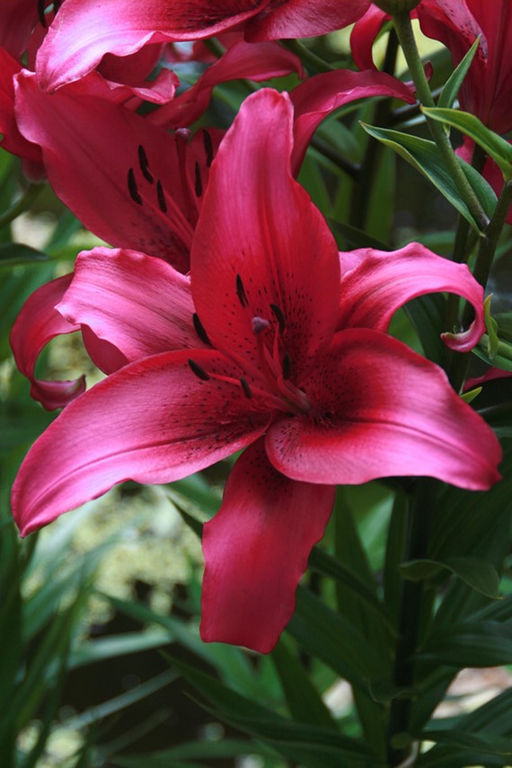 ЛИЛИЯ Новембер Рэйн Разбор 12/14 Кол-во упак., шт 5