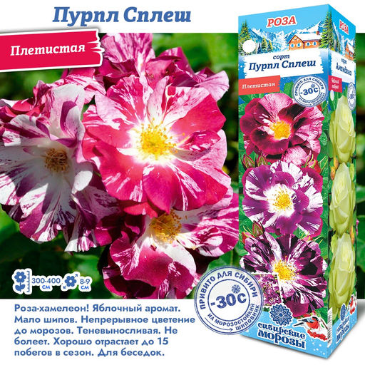 Роза Пурпл Сплеш (Плетистая) 2 разбор 1шт