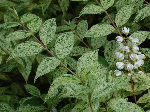 Дейция шершавая Мармората - Долина роз фото 2