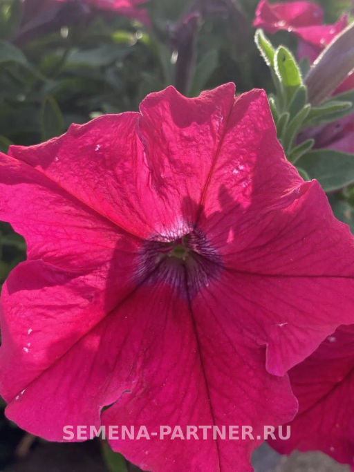 Петуния Кэнди Фредерика прямостоячая розово-пурпурная - Партнер фото 3