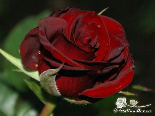 Роза Черная Магия - Долина роз фото 2