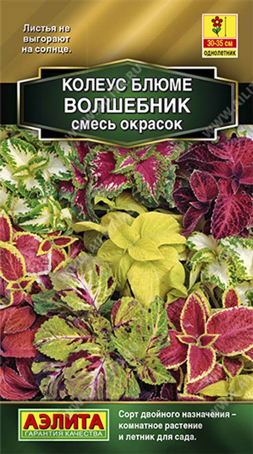 Колеус блюме Волшебник, смесь сортов