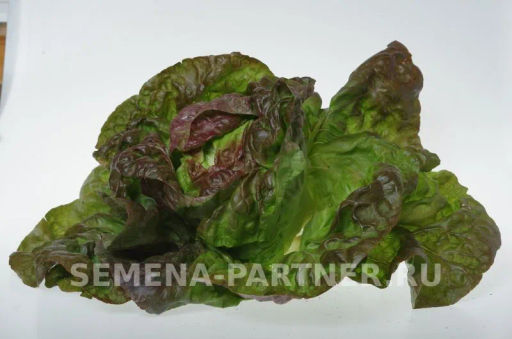 Салат кочанный Розмари - Партнер фото 5