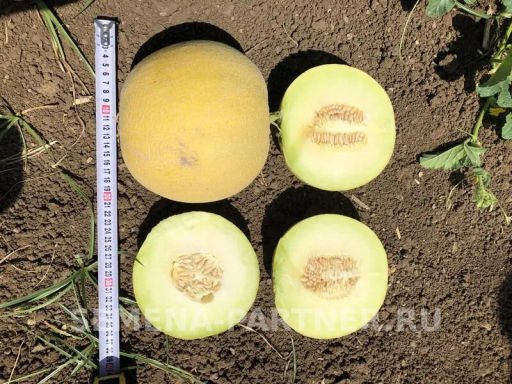 Дыня Майорка - Партнер фото 2