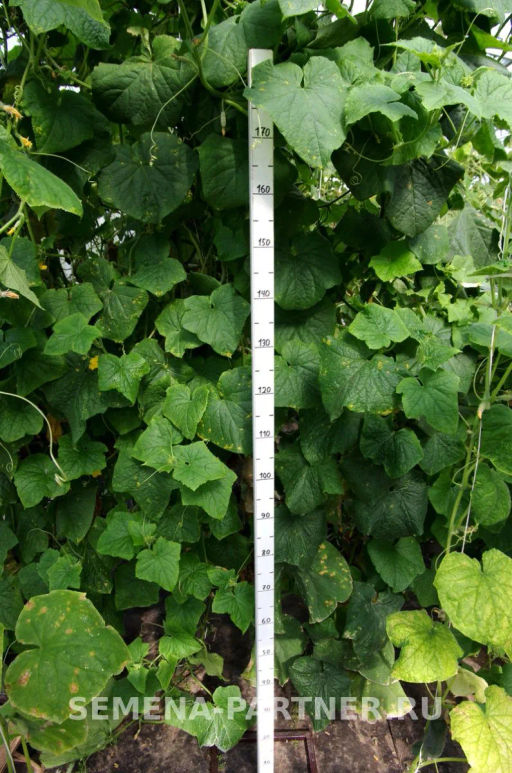 Огурец пчелоопыляемый Байконур - Партнер фото 5