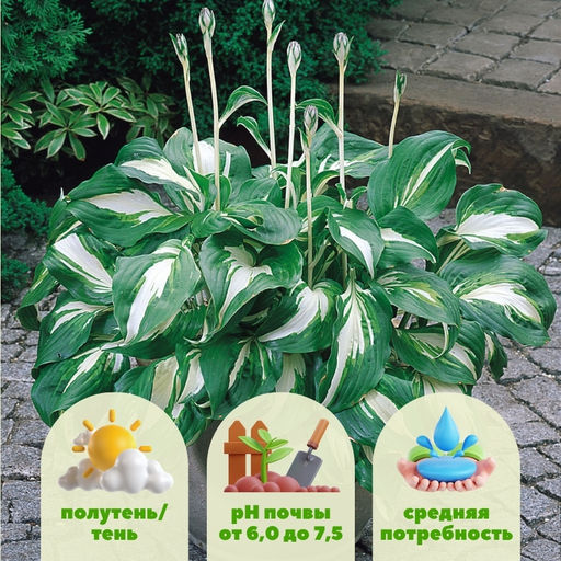 Хоста Медиоваригата - Долина роз фото 2