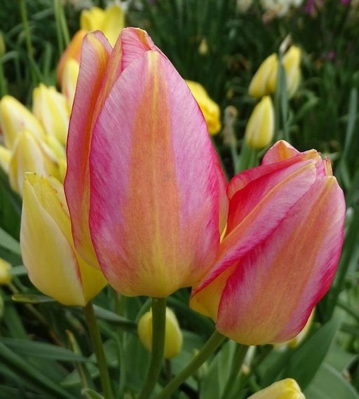 Тюльпан Антуанетта Antoinette 8 шт.