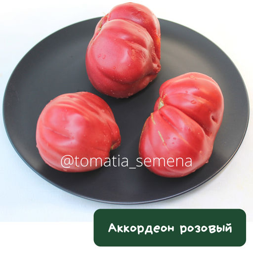 Аккордеон розовый - Tomatia фото 4