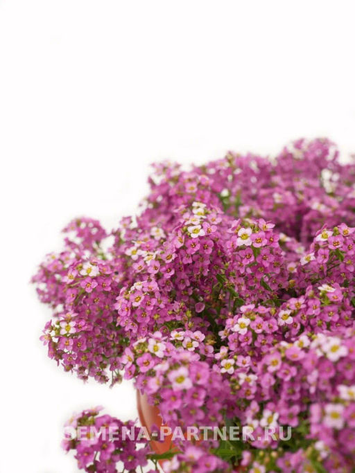 Алиссум морской Истер Боннет Дип Пинк - Партнер фото 3