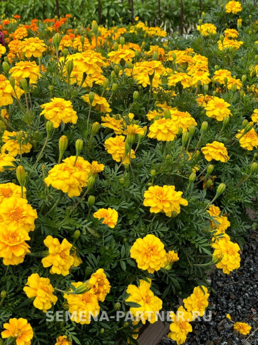 Бархатцы отклоненные Одри Еллоу - Партнер фото 5