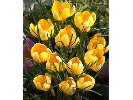 Крокус Yellow Mammouth (Еллоу Маммос) 5 шт - Долина роз фото 3