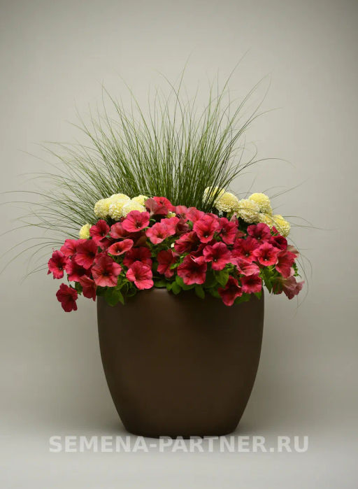 Петуния Изи Вэйв Берри Велюр каскадно-ампельная красная - Партнер фото 5