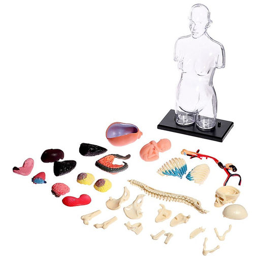 Набор для опытов Строение тела, беременная женщина - Эврики фото 4