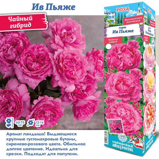 Роза Ив Пьяже (Чайно-гибридная) 1шт