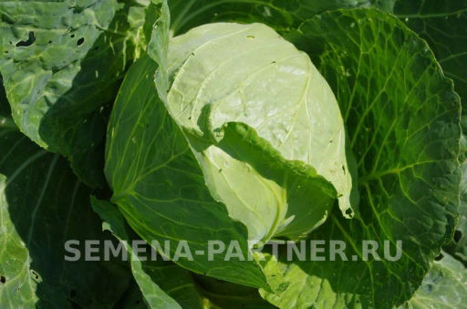 Капуста белокочанная раннеспелая Трансфер - Партнер фото 2