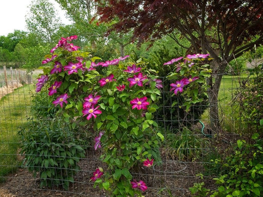 Клематис Какио - Долина роз фото 3