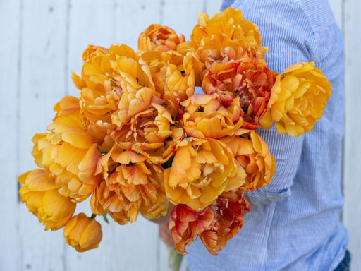 Тюльпан Санлавер - Долина роз фото 2