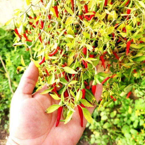 Ампельный Карликовый Горшечный Острый Перчик