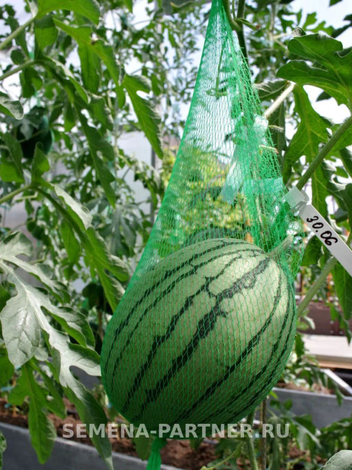 Арбуз Кубок Огня - Партнер фото 4