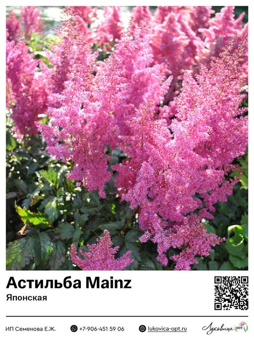 Астильба Mainz (Японская)