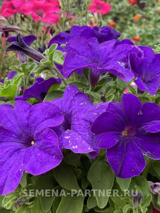 Петуния Кэнди Мелани прямостоячая синяя - Партнер фото 6