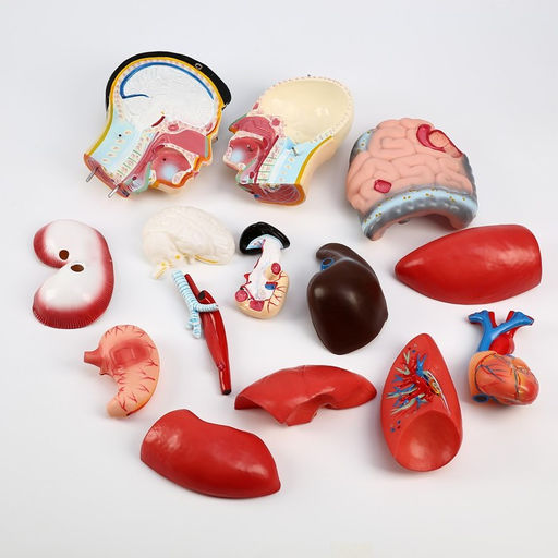 Анатомическая модель «Макет торса человека», 80 см