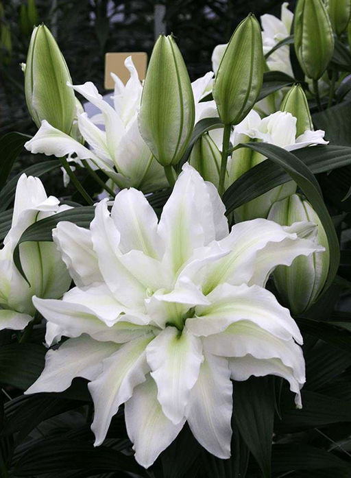 ЛИЛИЯ Роузлили Аиша Разбор 12/14 Кол-во упак., шт 5