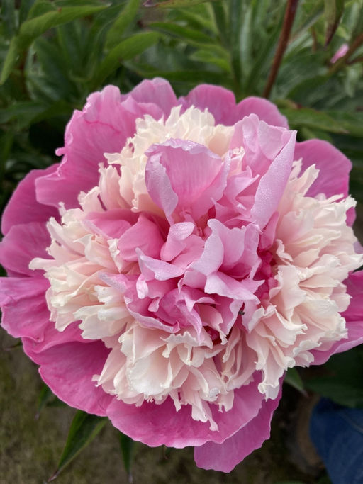 Пион Anima - Голландские луковицы фото 3