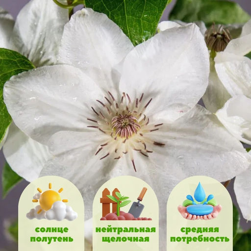 Клематис Миссис Джордж Джекман - Долина роз фото 2