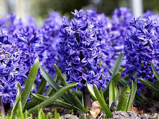 Гиацинт Crystal Palace (Кристал Пэлас)