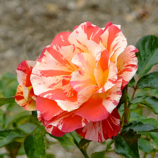 R024 АЛЬФРЕД СИСЛЕЙ