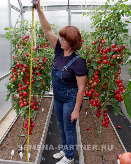Томат Малиновое Пламя - Партнер фото 3