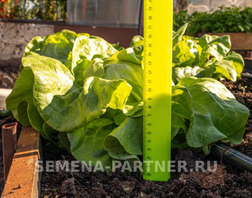 Салат кочанный Лука - Партнер фото 5