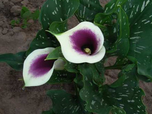 Калла Picasso (Пикассо) - Долина роз фото 3