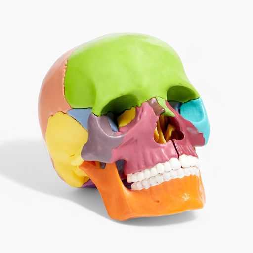 Анатомическая модель «Макет черепа человека», разборный, цветной, 14×10×11 см