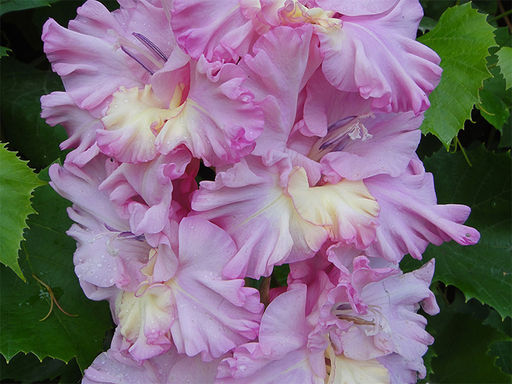 Гладиолус Vladivostok (Владивосток) 5 шт - Долина роз фото 3