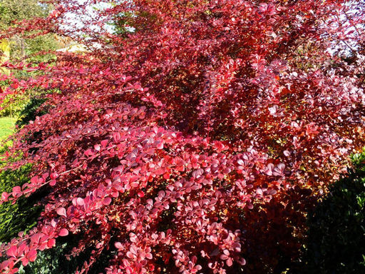 Барбарис краснолистный - Долина роз фото 2