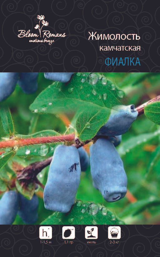 Жимолость Фиалка
