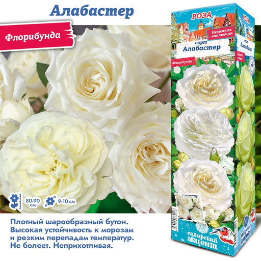 Роза Алабастер (Флорибунда) 1шт