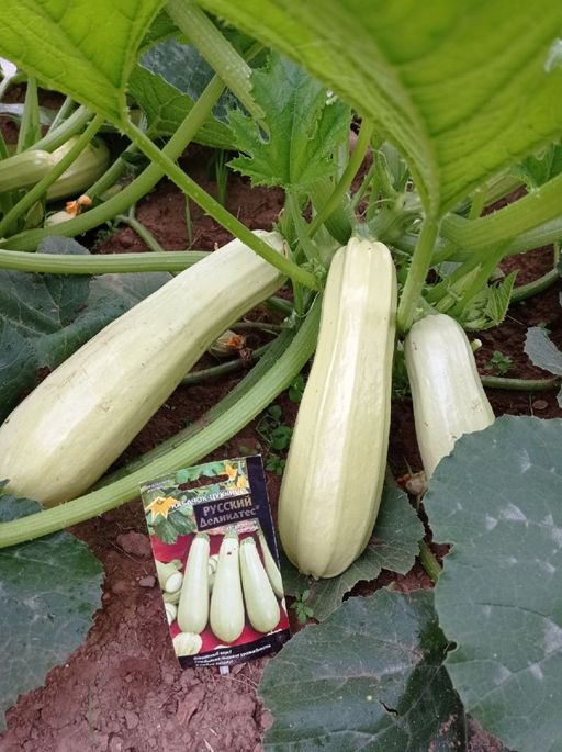 Кабачок РУССКИЙ ДЕЛИКАТЕС  Цукини! Отменный вкус! Стабильно высокая урожайность в любую погоду! - Уральский дачник фото 2