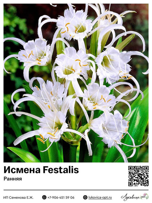 Гименокаллиc Исмена ранняя Festalis (Фесталис)