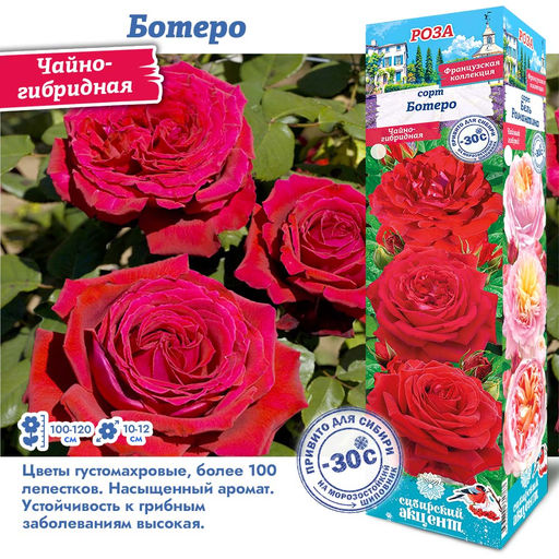 Роза Ботеро (Чайно-гибридная) 1шт