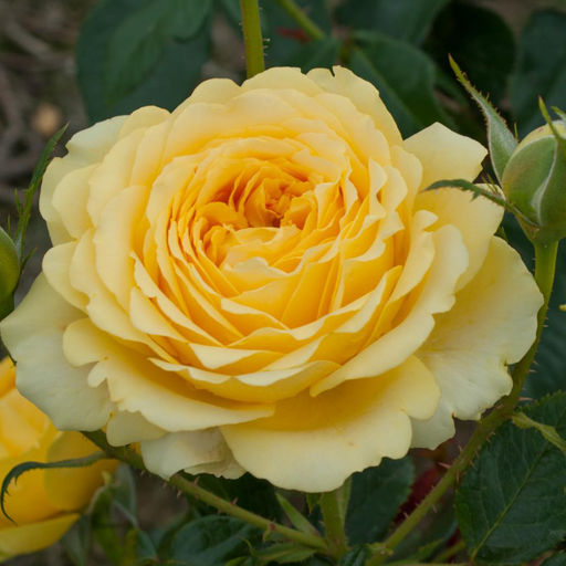 Роза Марселисборг Кастл (Флорибунда) 1шт